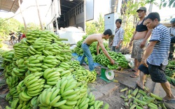 Trung Quốc đang thừa loại quả này, giá chuối tại Đồng Nai chỉ còn vài ngàn/kg, nông dân vẫn đua nhau trồng
