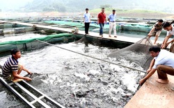 Tuyên Quang: Đặc sản cá bỗng nuôi ở hồ sinh thái Na Hang, kéo mẻ lưới lên ai cũng trầm trồ