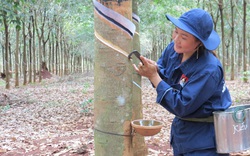 Nhu cầu tăng cao chưa từng có, Trung Quốc mạnh tay mua một loại nông sản của Việt Nam dù giá tăng 40%