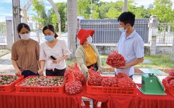 Hội Nông dân tỉnh Nghệ An và hành trình kết nối yêu thương, nâng niu, tiêu thụ nông sản