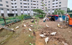 Cám cảnh khu nhà tái định cư ở Hà Nội không một ai ở, xây xong để.... nuôi gà, vịt