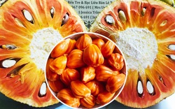 Giá mít Thái hôm nay 12/6: Giá mít ruột đỏ xơ vàng trên 55.000 đồng/kg, trên 1 triệu đồng/trái, có nên trồng không?