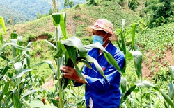 Lai Châu: Người đảng viên gương mẫu trong phát triển kinh tế

