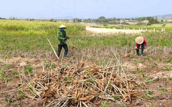 Trung Quốc nhập đến 92% lượng nông sản này của Việt Nam chỉ để trộn vào thức ăn chăn nuôi... cho rẻ