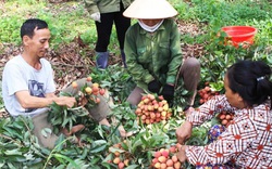 Đắk Lắk: Tiêu thụ 140 tấn vải thiều hỗ trợ nông dân trồng vải thiều tỉnh Bắc Giang