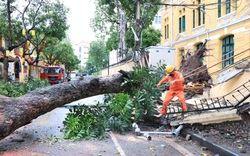 Cây cổ thụ ở trụ sở Toà án Tối cao bất ngờ bật gốc, làm sập tường sau gió lớn