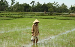 Quảng Ngãi: Nông dân lội đồng tìm diệt loài ốc này giữa cái nắng như "thiêu đốt"