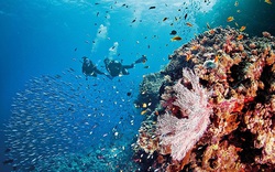 “Thiên đường biển” Great Barrier Reef trong nét văn hóa tâm linh của các chủ nhân truyền thống