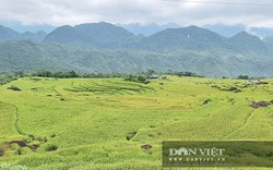 Tháng 6, đẹp ngất ngây với mùa vàng trên đỉnh Pù Luông