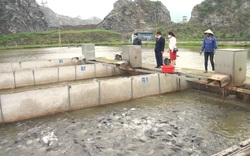 Hà Nam: Thu nhập của nông dân tăng nhờ nuôi cá trắm đen công nghệ sông trong ao mật độ dày đặc