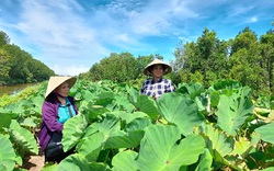 Cà Mau: Nông dân trồng thứ cây gì tốt um trên bờ vuông tôm, đào lên hàng tấn củ, thu cả trăm triệu?