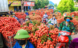 Chiều nay diễn ra Toạ đàm trực tuyến: "Giải pháp thúc đẩy mô hình kết nối cung - cầu nông sản chính quy"