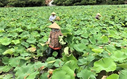 Ninh Bình: Nhân viên du lịch hái sen, gặt lúa để kiếm thêm thu nhập