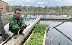 Gia Lai: Một nông dân đem loài ốc lạ về nuôi ở khu lò gạch bỏ hoang, ai ngờ nhiều người đòi đến xem