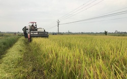 Bón loại phân đặc biệt có hàm lượng cao này, nông dân Thái Bình thu 3 tạ lúa/sào