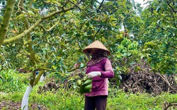 
Bà Rịa – Vũng Tàu: Sau trái xoài, loại quả cao cấp này đang vào mùa nhưng giá tuột dốc không phanh