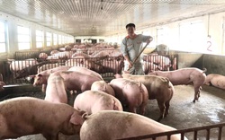 Nông dân nuôi gà, lợn điêu đứng vì giá thức ăn chăn nuôi tăng vù vù, các "ông lớn" vẫn thu lãi khủng