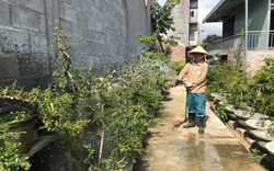 Cựu phóng viên “khởi nghiệp” làm kiểng, trồng rừng