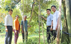 Nông dân tỉnh Đồng Nai rủ nhau trồng sầu riêng sạch tiêu chuẩn VietGAP, bán cháy hàng