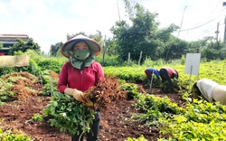 Lâm Đồng: Trồng thứ cây quả "chui" xuống đất "biến" thành củ, bất ngờ là bóc ra thấy hạt "chín" tím đen