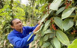 Giá tiêu lập mốc mới, nông dân xôn xao mua giống tiêu về trồng mới, chuyên gia lưu ý 9 điều này