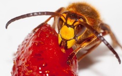 Ong bắp cày Châu Á cực kỳ nguy hiểm được phát hiện ở Washington
