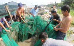 Đồng Tháp: Về Thuận Tân Hội quán xem dỡ chà bắt cá trên sông Tiền, có cá éc to, cá lòng tong tươi roi rói