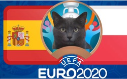 Mèo "tiên tri Cass" dự đoán tỷ số Tây Ban Nha vs Ba Lan