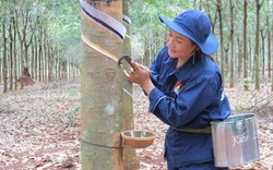 Trung Quốc mua nhiều chưa từng có, giá loại nông sản này của Việt Nam tăng nhanh, nông dân mở mắt có tiền triệu