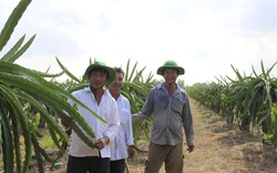 Trung Quốc đột nhiên tăng mua loại trái cây này, nông dân Bình Thuận, Long An vẫn đứng ngồi không yên