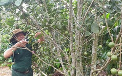 Gia Lai: Cho cây mắc ca "chung nhà" với cây cà phê, nông dân bất ngờ kiếm bộn tiền