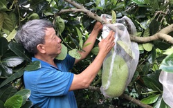 Đắk Lắk: Giá mít Thái rớt mạnh, bán không ai mua, chỉ nửa năm nông dân thiệt 500 triệu đồng/ha