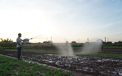 Hà Nội: Nông dân tưới rau từ tờ mờ sáng, tránh nắng nóng 40 độ C