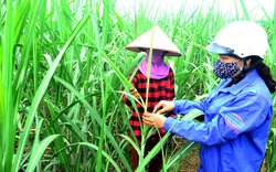 Áp thuế đường Thái Lan: Nông dân đã có kế hoạch mở rộng trồng mía