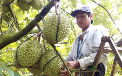 Đồng Nai: Làm cách nào để anh nông dân nâng cao giá trị 300% cho trái sầu riêng , mang về tiền tỷ?