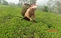 Sôi nổi phong trào nông dân thi đua sản xuất, kinh doanh giỏi ở Tân Uyên