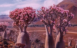 Đảo Socotra – một vùng đất "quái lạ" khiến khách du lịch giật mình