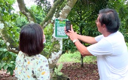 Số hóa… chôm chôm Long Khánh 