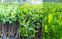 Giá mít Thái hôm nay 24/6: Giá mít giống tiếp tục lao dốc, nhà vườn ươm cây mít giống xoay sở kiểu gì?