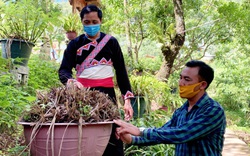 Lai Châu: Người trồng địa lan Trần Mộng mất ăn mất ngủ vì bệnh lạ trên cây

