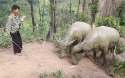 Nuôi toàn trâu, bò to bự, hội viên nông dân Sơn La có ngay trăm triệu/năm 