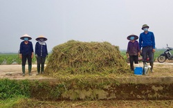 Biến rơm rạ thành phân hữu cơ, nhà nông ngoại thành Hà Nội hưởng lợi kép