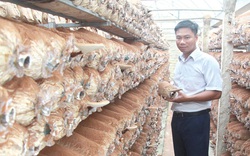 Anh thanh niên Thanh Hóa 36 tuổi đã có 3 sản phẩm OCOP trong tay từ cây nấm, doanh thu tiền tỷ mỗi năm