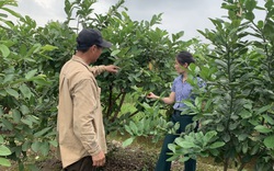 Hà Nội: Hội Nông dân huyện Hoài Đức hỗ trợ hội viên, nông dân vay 31 tỷ đồng tiền vốn đầu tư