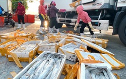 Quảng Bình: Đối tác Trung Quốc ngừng thu mua, loài cá đặc sản dài ngoẵng này bán rẻ mạt chưa từng thấy