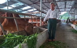 Lào Cai: Thiên hạ đua nhau nuôi bò lai, bò ngoại, vì sao nông dân ở đây nhất nhất nuôi cả trăm con bò ta?