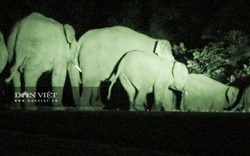 Gia Lai: Xuất hiện đàn voi rừng làm hư hại hoa màu của dân