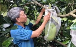 Bơ, chanh, khóm, mít Thái đồng loạt giảm giá, xuất khẩu  rau quả vẫn kỳ vọng đạt 3,6 tỷ USD 