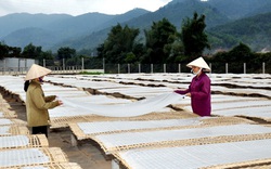 Bắc Kạn chú trọng phát triển miến dong trở thành sản phẩm nông sản chủ lực