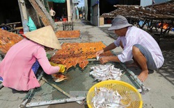 Huyện nào có bờ biển dài nhất, đánh bắt được sản lượng hải sản lớn nhất tỉnh Tiền Giang?